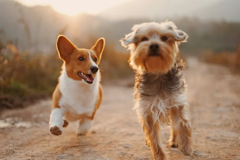 Corgi and terrier running side by side on a dirt path at sunset